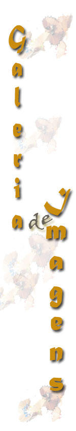 Galeria de Imagens